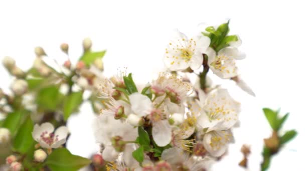 Vita blommor pÃ ¥en gren rotera lÃ ¥ngsamt pÃ ¥vit bakgrund. Närbild skott. Vårikon. — Stockvideo