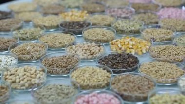 Legume ailesi sahada. Bacaklarını saran bitkiler..