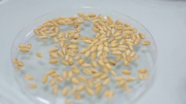 Legume ailesi sahada. Bacaklarını saran bitkiler..