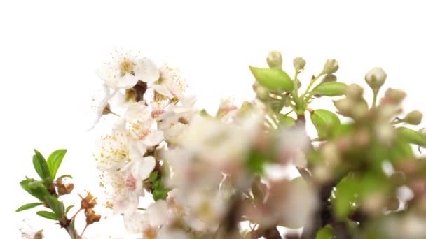 Ramo de flor branca girar com vaso de flores sobre fundo branco. Um tiro de perto. Excelente ícone de primavera e arte . — Vídeo de Stock