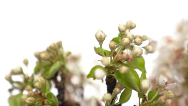 Ramo de flor branca girar com vaso de flores sobre fundo branco. Um tiro de perto. Excelente ícone de primavera e arte . — Vídeo de Stock