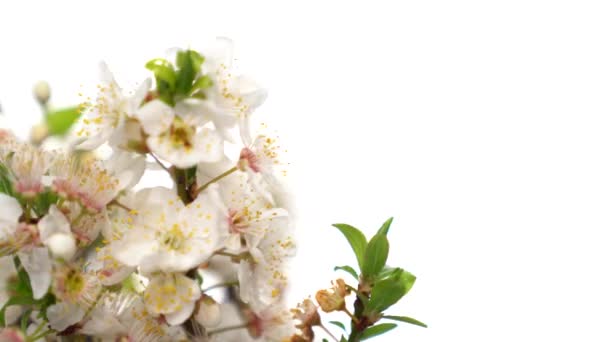 白い花の枝は白い背景に花器で回転します。撃たれたぞ。優れた春と芸術のアイコン. — ストック動画