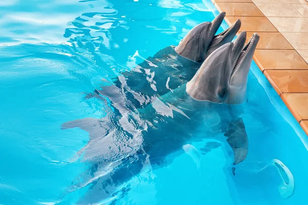 Deux dauphins dans la piscine. Dauphins sourire et poser — Photo