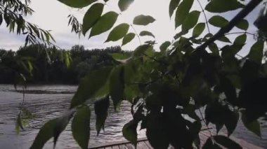 Güneş yeşil yaprakların arasından parlıyor. Nehir kıyısının manzarası