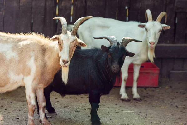 Białe, czarne i czerwone kozy. Portret kóz patrzących na fotokamerę — Zdjęcie stockowe