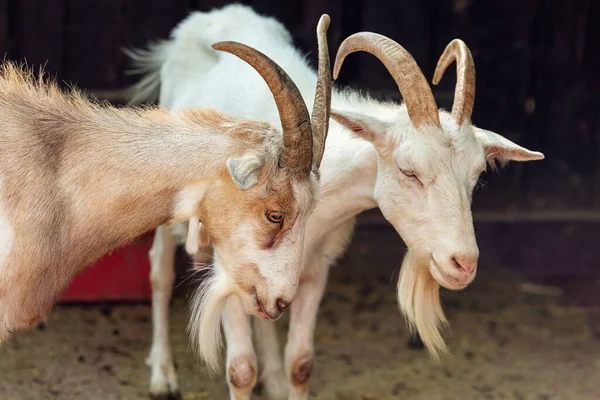 Dvě kozy. Zavřít zvířecí portrét — Stock fotografie