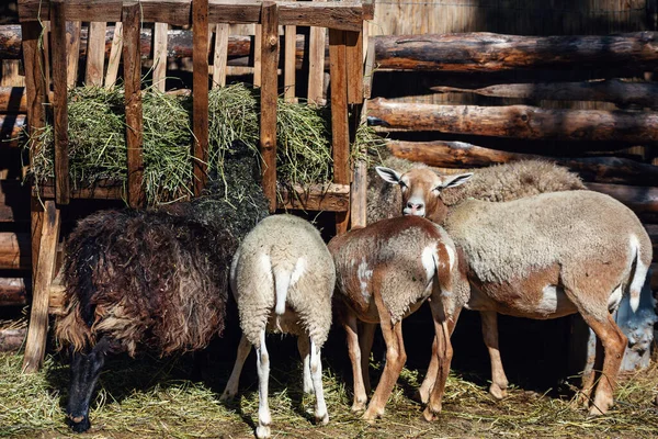 Rebanho de cabras comendo feno na fazenda em uma barraca em uma fazenda . — Fotografia de Stock