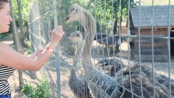 Giovane donna nello Zoo Park, ragazza caucasica che nutre struzzo — Video Stock