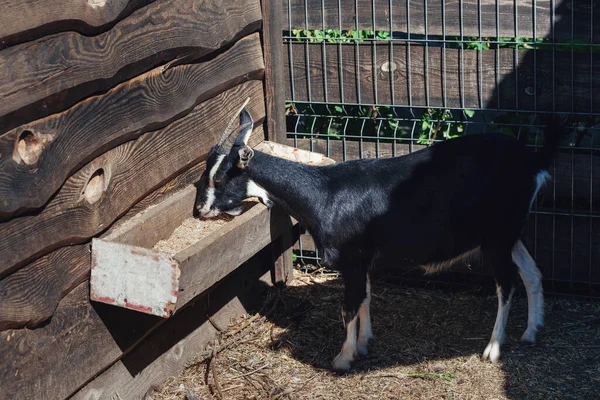 Chèvre noire mange sur une ferme de paddock — Photo