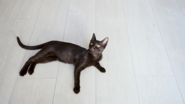 Черный котёнок лежит на полу и икает после еды. — стоковое видео