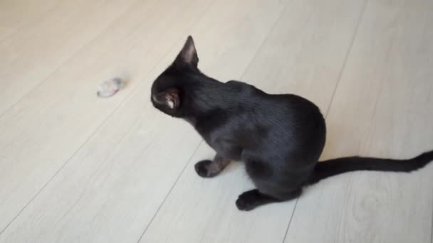 Kucing hitam yang cantik mencuci muka — Stok Video