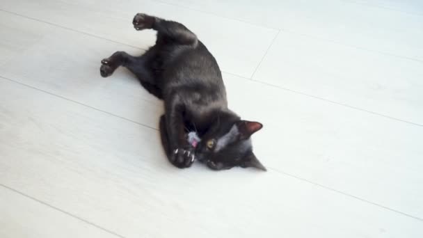 Gatito negro jugando con un ratón de juguete — Vídeos de Stock