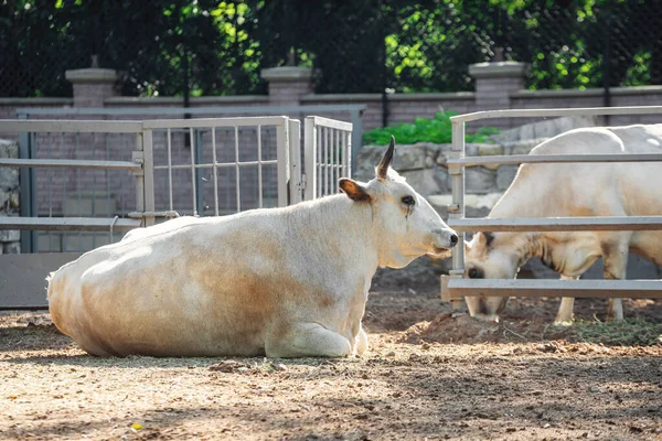 Weiße Büffel leben im Zoo. Alter Büffel hinter der Koppel — Stockfoto