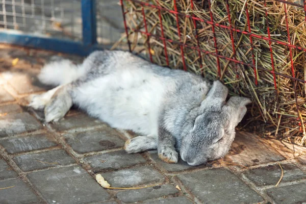 Sleeping gray rabbit. Cute rabbit is sleeping on the ground