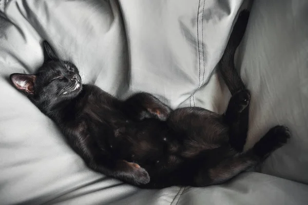 Cute little black kitten sleeps belly up — Stock Photo, Image