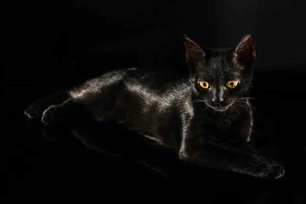 Porträtt av en svart katt på svart bakgrund — Stockfoto