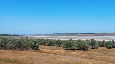Steppe manzarası. Kuru kumda yapayalnız yeşil ağaçlar. Bozkırda bir vadi. 