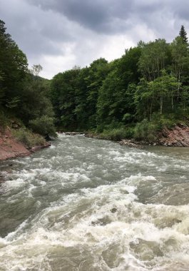 Orman dağı nehri, hızlı bir akıntıyla