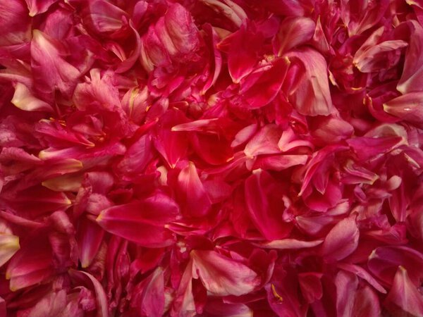 A scattering of red flower petals, as a background, texture, and story.