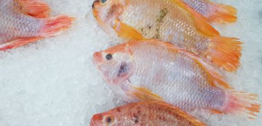 Birçok taze tilapia çiftlik balığı balık pazarında ya da süpermarkette buzda satılıp donduruluyor - Yiyecek, İçindekiler ve Yemek Konsepti