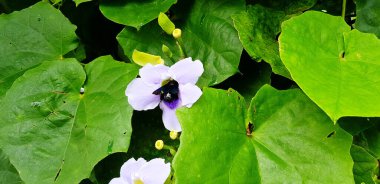 Yaban arısı yeşil yapraklı mor çiçekleri veya menekşe nektarı yiyor - Vahşi yaşam, Böcek ve Doğanın Güzelliği