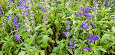 Yeşil yapraklı bahçede açan güzel menekşe veya mor çiçek - doğanın güzelliği, Flora parkı ve botanik konsepti