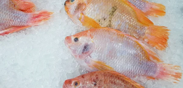 Muitos Peixes Fazenda Tilápia Fresca Colocar Congelar Gelo Para Venda — Fotografia de Stock