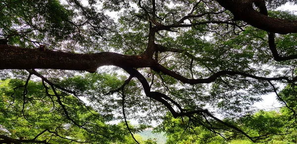 カンチャナブリを背景に緑の葉を持つ巨木の巨木の枝 自然の美しさ 植物の成長と自然壁紙のコンセプト — ストック写真