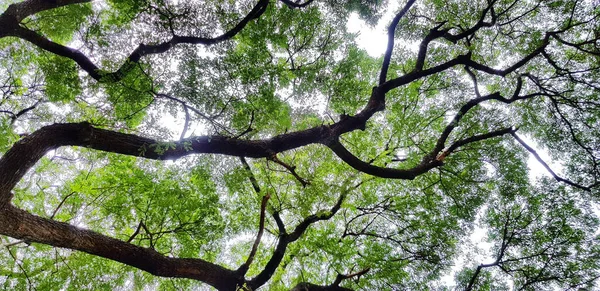 背景に緑の葉を持つ巨大な猿のポッドツリーの美しい大きな木の枝 自然の美しさ 植物の成長と自然壁紙のコンセプト — ストック写真