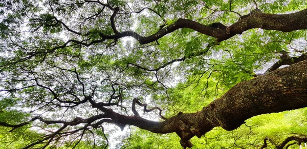 緑の葉を背景に美しい大きな木の枝 自然の美しさ 植物の成長と自然壁紙のコンセプト — ストック写真