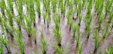 Dekorasyon festivali, etkinlik ya da düğün partisi için siyah kaba siyah duvara asılmış renkli boş bir çerçeve. Dekorasyon, Arkaplan, Retro Nesne ve Sanat Deseni
