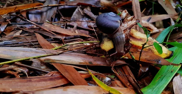 乾燥した竹の葉の背景と床に残されたバナナの皮を食べるか または歩くカタツムリ ジャングルの動物の野生生物 — ストック写真