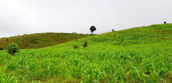 Hermosa Vista Natural Del Paisaje Granja Maíz Con Montaña Verde — Foto de Stock