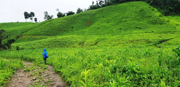 Turis Atau Hikers Dalam Jas Hujan Biru Dengan Ransel Berjalan — Stok Foto