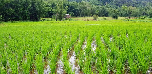 Grönt Ris Paddyfarm Tillväxt Upp Vatten Med Träd Och Hem — Stockfoto
