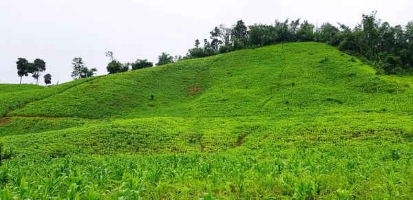 Pemandangan Indah Pemandangan Alam Ladang Jagung Dengan Gunung Hijau Pohon — Stok Foto