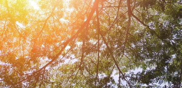 Όμορφο Μεγάλο Κλαδί Δέντρου Πράσινα Φύλλα Και Πορτοκαλί Φωτοβολίδα Για — Φωτογραφία Αρχείου