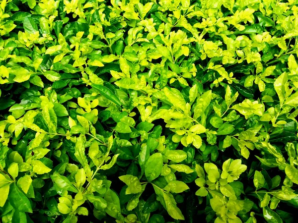 Zelená Listí Mokré Vody Nebo Deště Zahradním Parku Přírodní Tapety — Stock fotografie