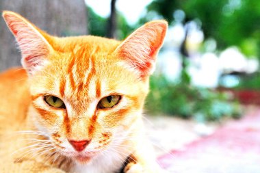 Sevimli, sevimli bir kedi gibi görünen ve arka planı bulanık, içi boş bir yer. Kapat.