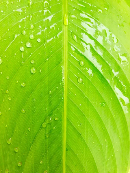 Gota Lluvia Hoja Plátano Después Del Día Lluvia Patrón Hojas — Foto de Stock