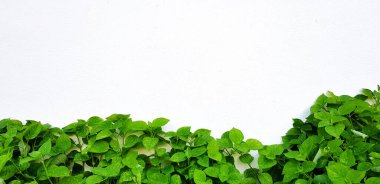 Green tree plant with white flower on rough brick wall for background with above copy space. Wallpaper, Garden, Growth, Beauty of Nature and Pattern concept.