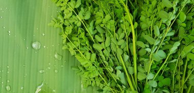 Moringa tree leaves, Horse radish tree or Drumstick on banana leaf and water droplet with left copy space.Organic vegetable and Harvest of Agriculture concept. Scientific name is Moringa oleifera Lam. clipart