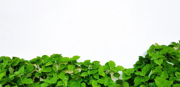 Green Tree Plant White Flower Rough Brick Wall Background Copy — 스톡 사진