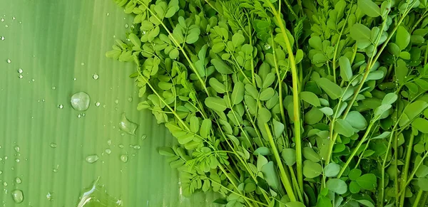 Folhas Árvore Moringa Rabanete Cavalo Baqueta Folha Banana Gotas Água — Fotografia de Stock