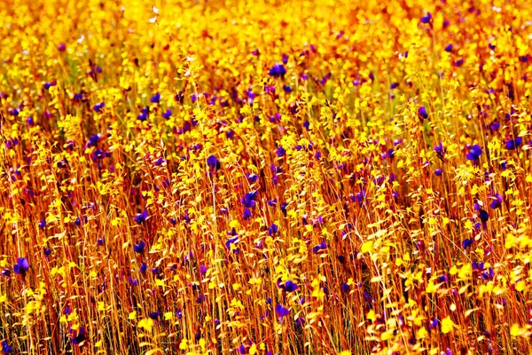 Many Beautiful Small Flowers Bloom Field Winter Pha Taem National — Φωτογραφία Αρχείου