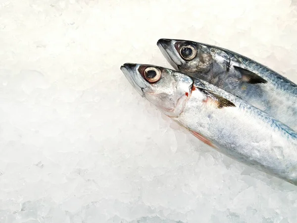 Frische Makrelen Auf Eis Legen Und Einfrieren Für Den Verkauf — Stockfoto