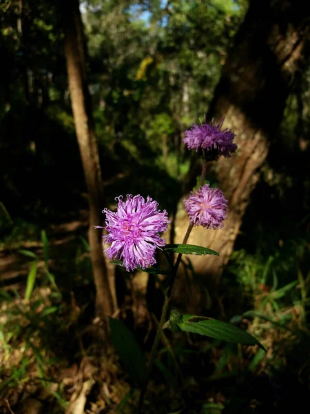 Małe Fioletowe Lub Fioletowe Kwiaty Światłem Słonecznym Głębokiej Dżungli Cieniem — Zdjęcie stockowe