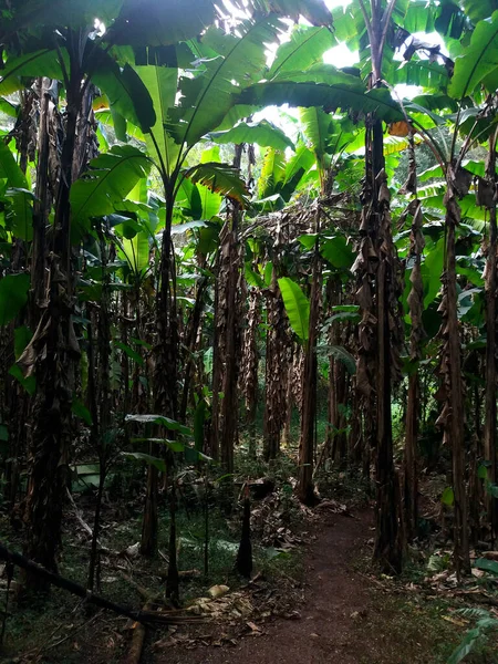 タイのチェンマイにある土井ルアンチェンマイ ダオでは 日光と道のある深い森の中の多くのバナナの木 自然の美しさ 農業地帯 — ストック写真