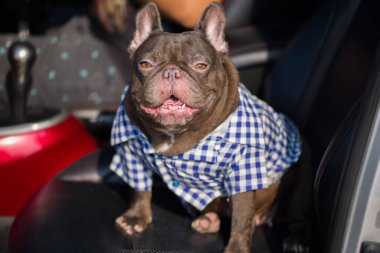 Tatlı çikolatalı bayan Fransız bulldog arabada oturuyor.