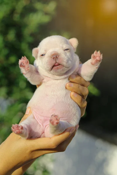 Senhora Carregando Bonito Pouco Branco Francês Bulldog Witht Sol Brilho — Fotografia de Stock